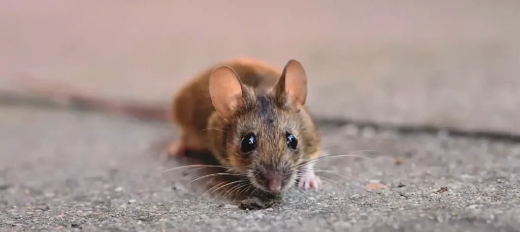 Miši: kako se jih (hitro) znebiti enkrat in za vselej?