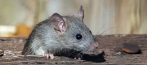 Podgane - Kako se učinkovito spopasti s tem nezaželenim obiskovalcem?